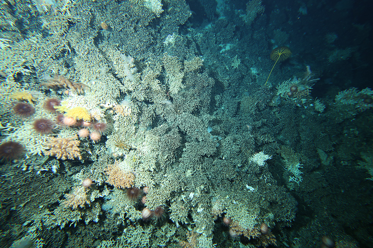 Discovering the mind-blowing diversity of deep-sea coral reefs | MARINE BIODIVERSITY HUB